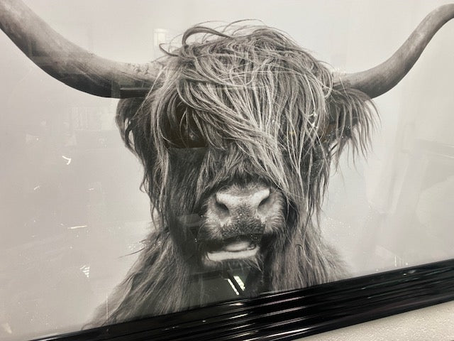 EX DISPLAY Highland cow picture in black stepped wood frame