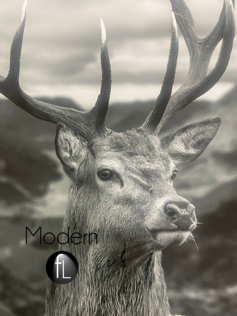 Highland Stag Portrait Black and White 76x96 Silver Curved Frame, Stag Picture