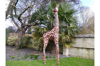 Stunning Giraffe garden ornament, safari giraffe large outdoor statue